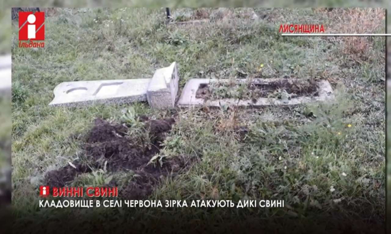Кладовище в селі на Лисянщині атакують дикі свині (ВІДЕО)